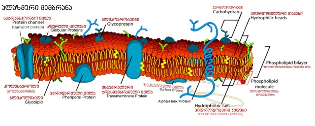 2-plasmic-membrane1